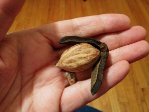 garden3nut