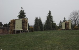 Bee hives filled with hibernating bees