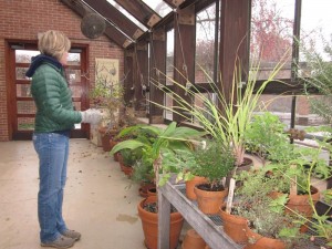 Lisa Hilgenberg in the herb greenhouse